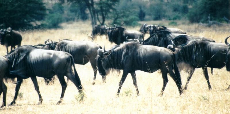 Dn-a0893-Wildebeest Herd-by Darren New.jpg