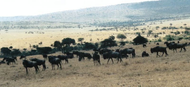 Dn-a0894-Wildebeest Herd-by Darren New.jpg