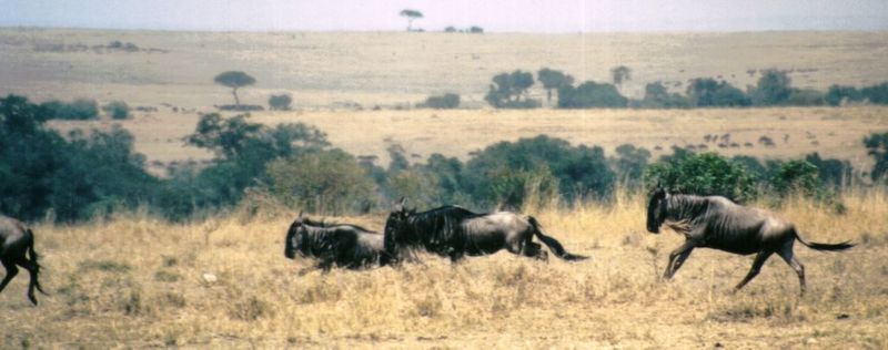 Dn-a0895-Wildebeest Herd-by Darren New.jpg