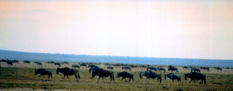 Dn-a0896-Wildebeest Herd-by Darren New.jpg