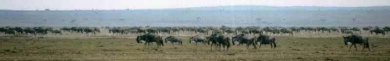 Dn-a0897-Wildebeest Herd-by Darren New.jpg