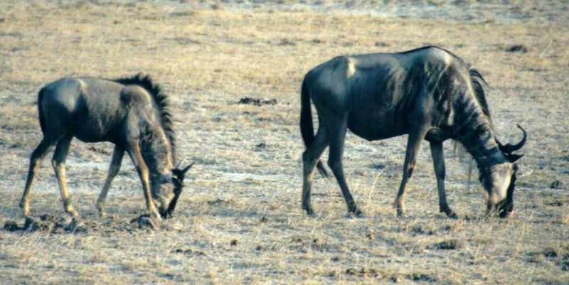Dn-a0898-Wildebeest Herd-by Darren New.jpg