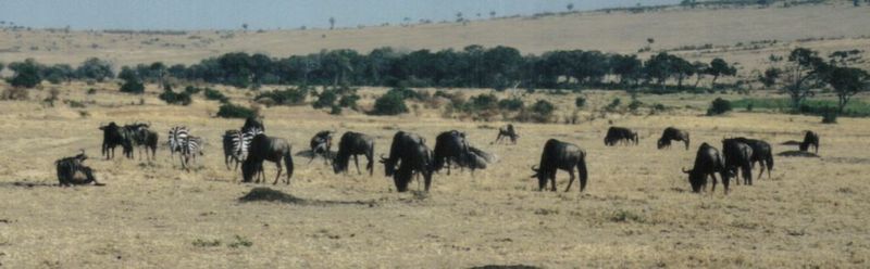 Dn-a0899-Wildebeest Herd-by Darren New.jpg