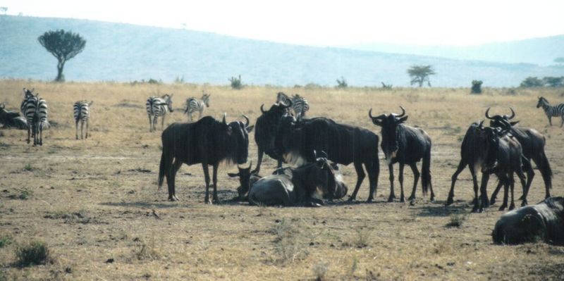 Dn-a0900-Wildebeest and Zebra herd-by Darren New.jpg