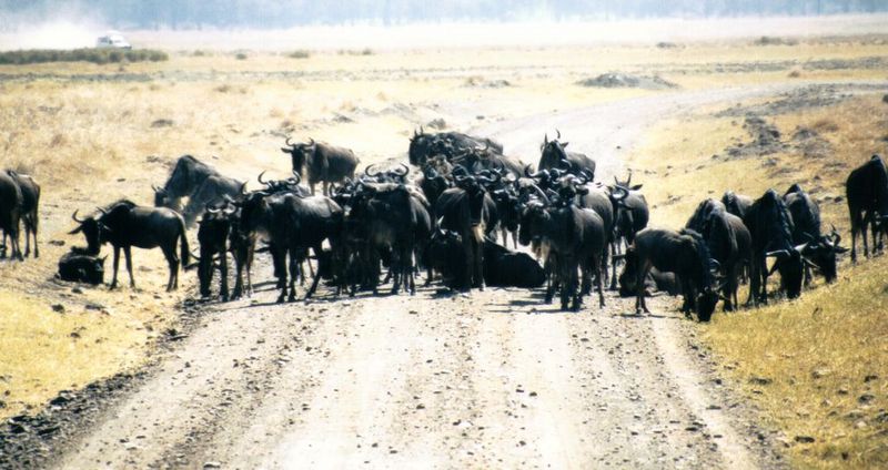 Dn-a0903-Wildebeest herd-by Darren New.jpg