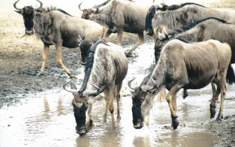 Dn-a0904-Wildebeest herd-by Darren New.jpg