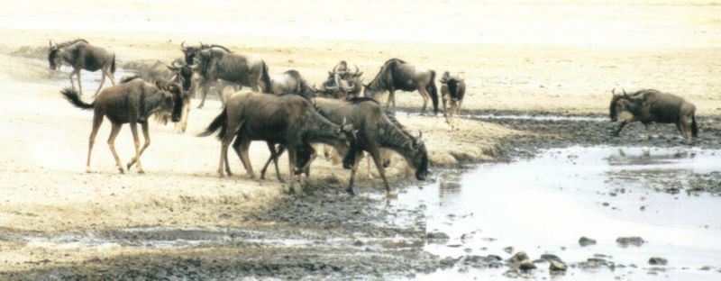 Dn-a0905-Wildebeest herd-by Darren New.jpg