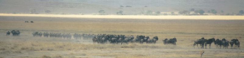 Dn-a0906-Wildebeest herd-by Darren New.jpg