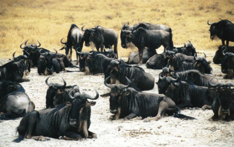 Dn-a0907-Wildebeest herd-by Darren New.jpg