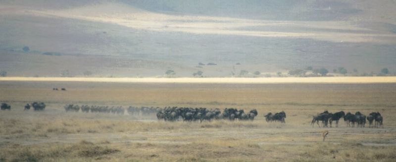 Dn-a0908-Wildebeest herd-by Darren New.jpg