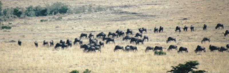 Dn-a0911-Wildebeest herd-by Darren New.jpg