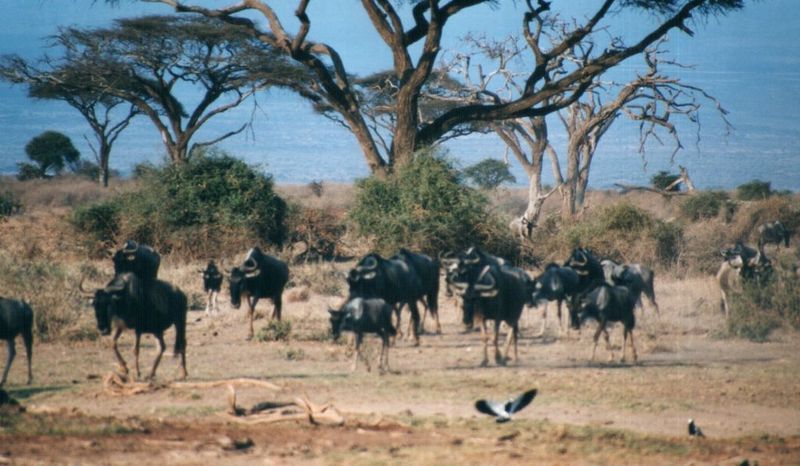 Dn-a0912-Wildebeest herd-by Darren New.jpg