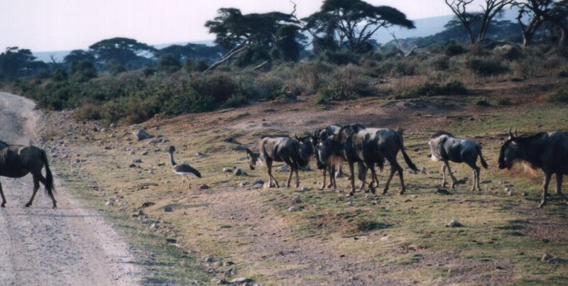 Dn-a0913-Wildebeest herd and Kori Bustard-by Darren New.jpg