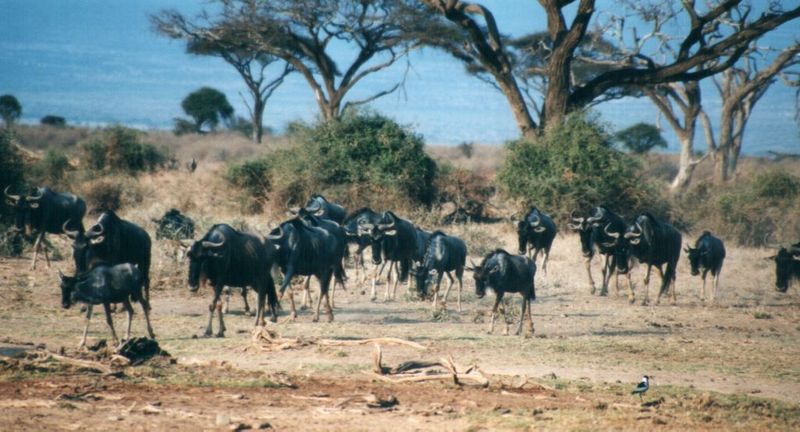 Dn-a0914-Wildebeest herd-by Darren New.jpg