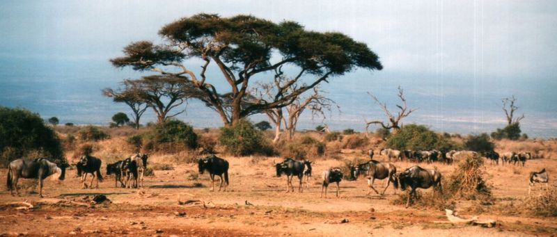 Dn-a0915-Wildebeest herd-by Darren New.jpg