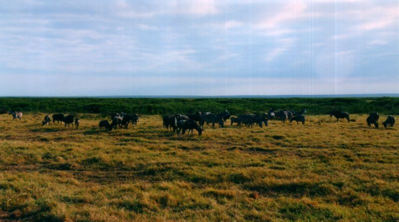 Dn-a0916-Wildebeest herd-by Darren New.jpg