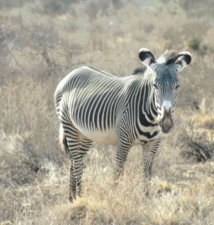 Dn-a0918-Grevy s Zebra-by Darren New.jpg