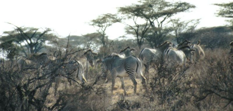 Dn-a0919-Grevy s Zebras-by Darren New.jpg