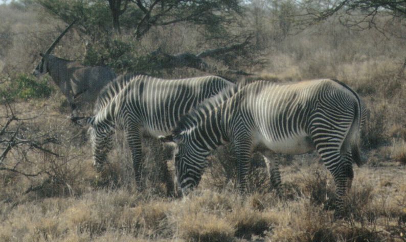 Dn-a0920-Grevy s Zebras-by Darren New.jpg