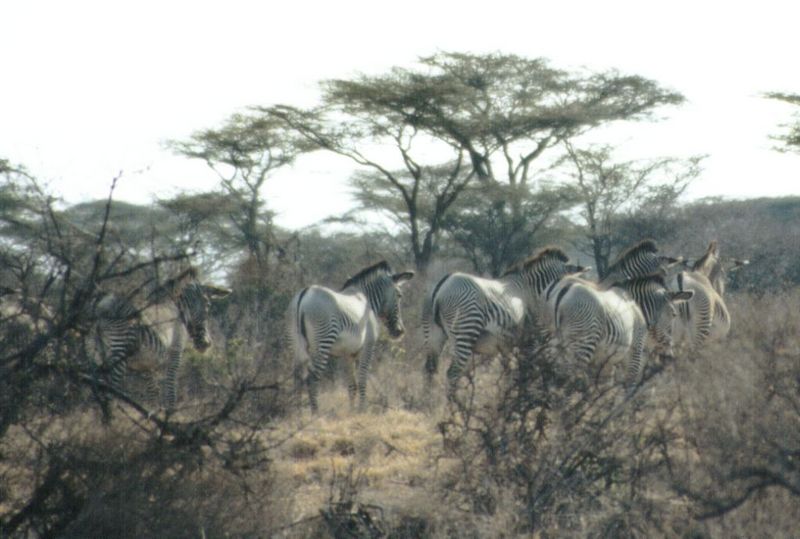 Dn-a0923-Grevy s Zebras-by Darren New.jpg