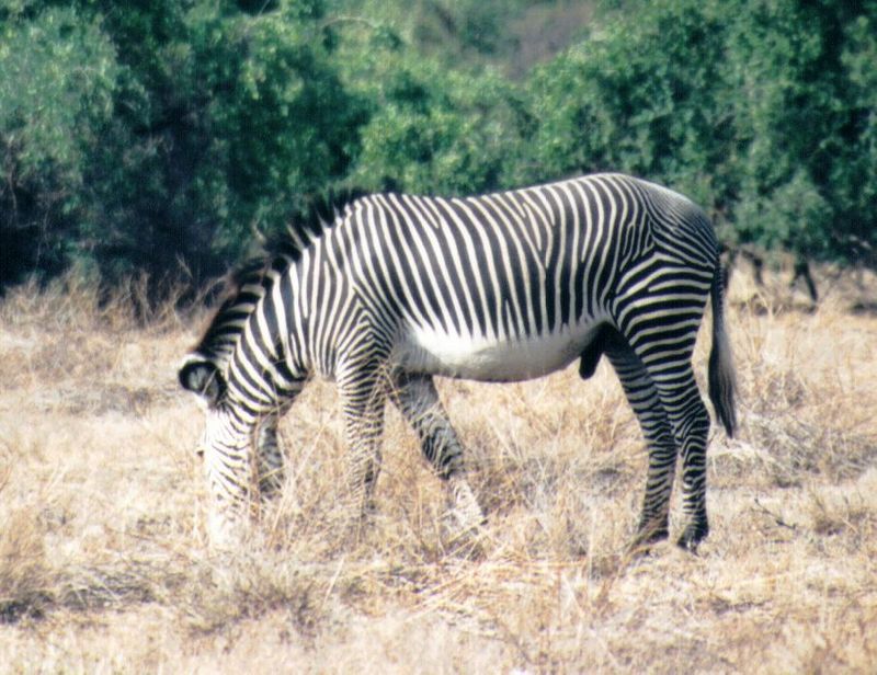 Dn-a0924-Grevy s Zebra-by Darren New.jpg