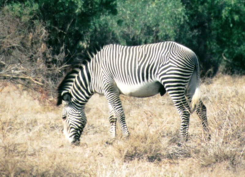 Dn-a0926-Grevy s Zebra-by Darren New.jpg