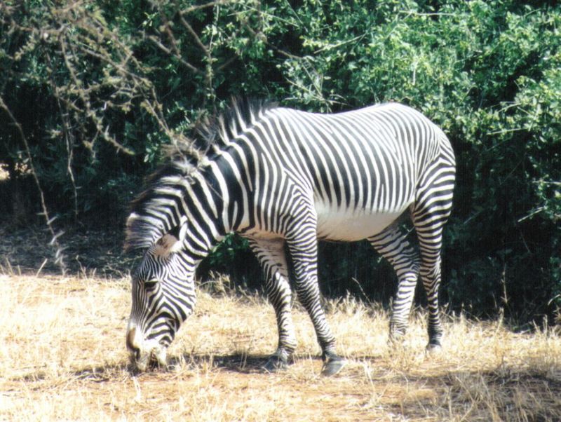 Dn-a0927-Grevy s Zebra-by Darren New.jpg