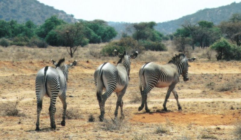 Dn-a0931-Grevy s Zebras-by Darren New.jpg