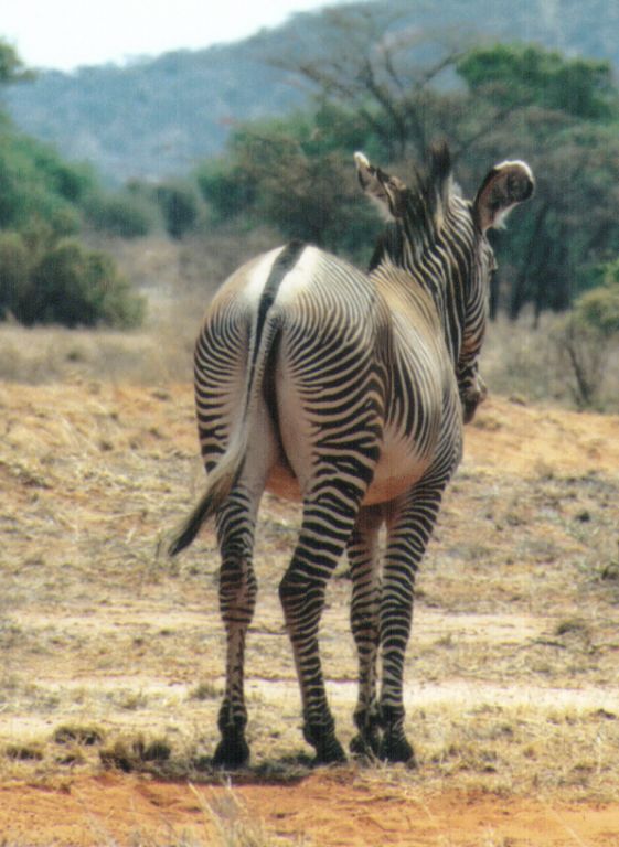 Dn-a0932-Grevy s Zebra-by Darren New.jpg