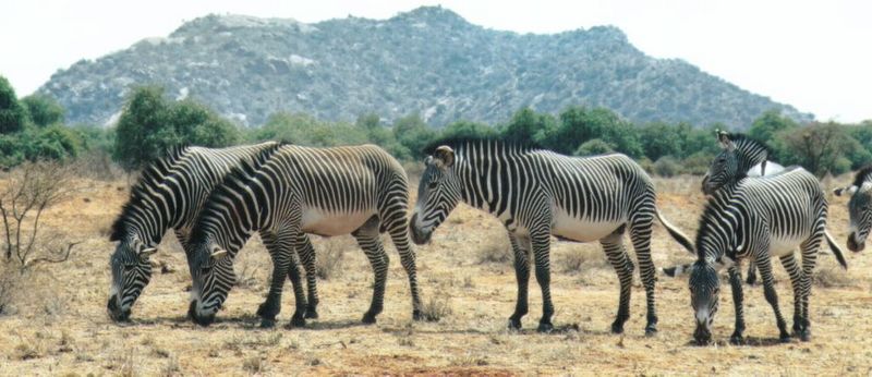 Dn-a0933-Grevy s Zebras-by Darren New.jpg