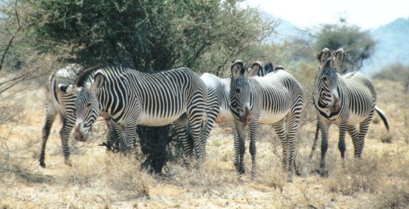 Dn-a0934-Grevy s Zebras-by Darren New.jpg