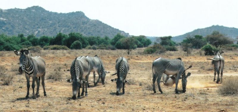 Dn-a0937-Grevy s Zebras-by Darren New.jpg