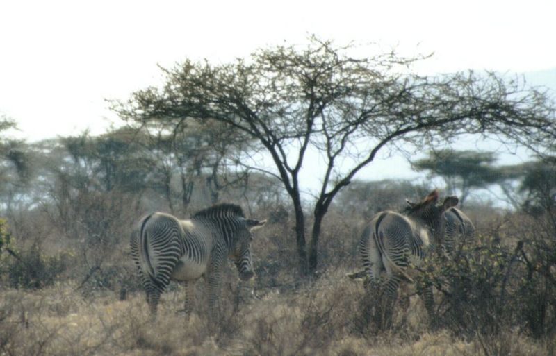 Dn-a0940-Grevy s Zebras-by Darren New.jpg