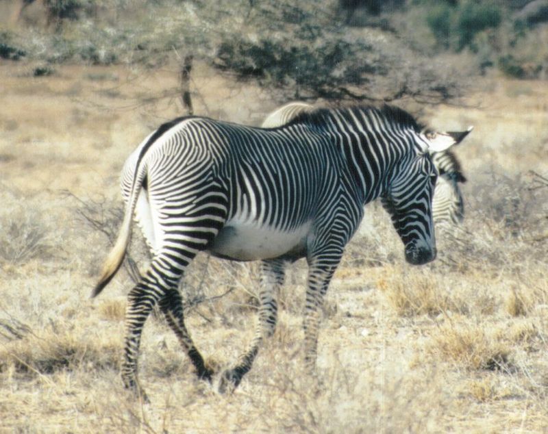 Dn-a0941-Grevy s Zebras-by Darren New.jpg
