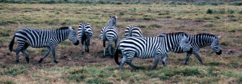 Dn-a0943-Plains Zebras-by Darren New.jpg