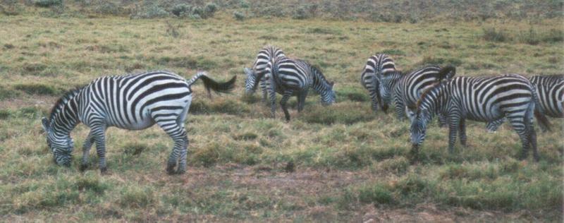 Dn-a0945-Plains Zebras-by Darren New.jpg