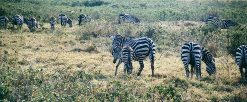 Dn-a0946-Plains Zebras-by Darren New.jpg