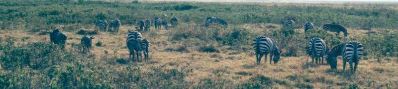 Dn-a0947-Plains Zebras-by Darren New.jpg