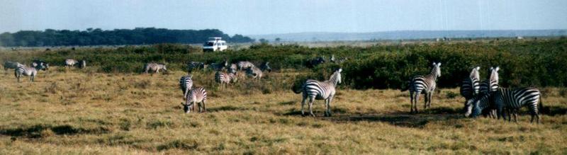 Dn-a0948-Plains Zebras-by Darren New.jpg