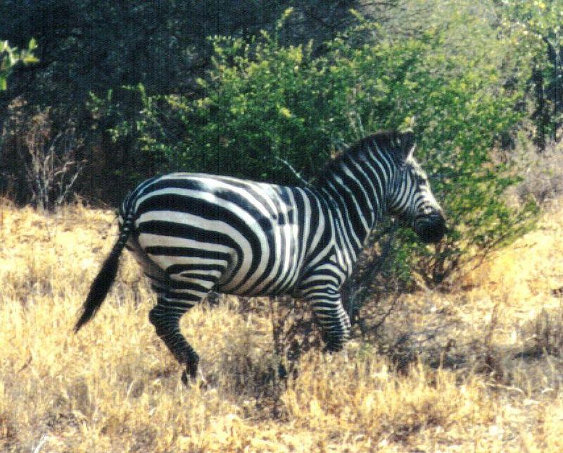 Dn-a0951-Plains Zebra-by Darren New.jpg