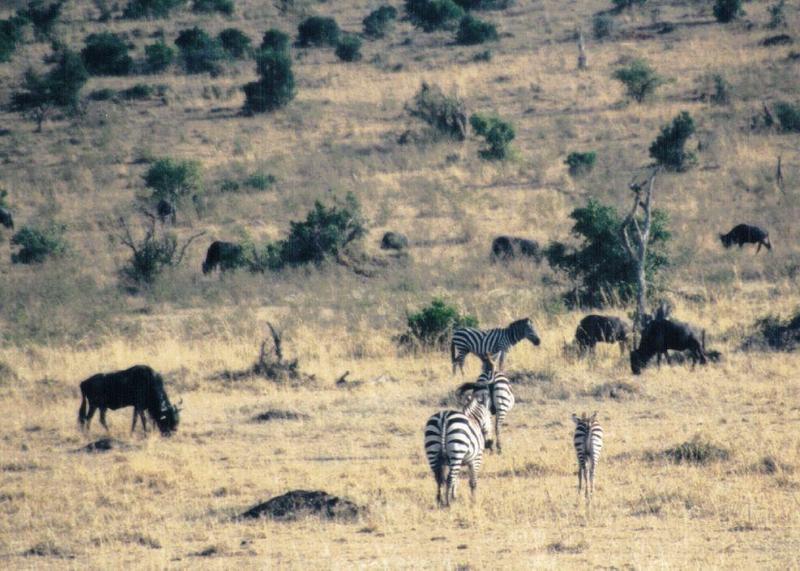 Dn-a0953-Plains Zebras and Wildebeests-by Darren New.jpg
