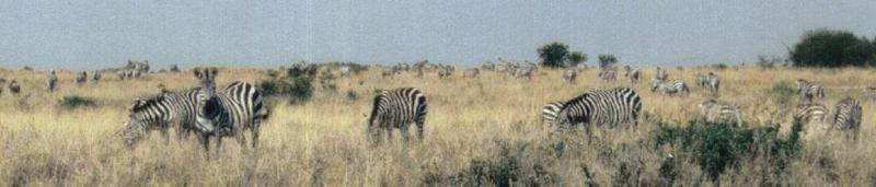 Dn-a0955-Plains Zebras-by Darren New.jpg