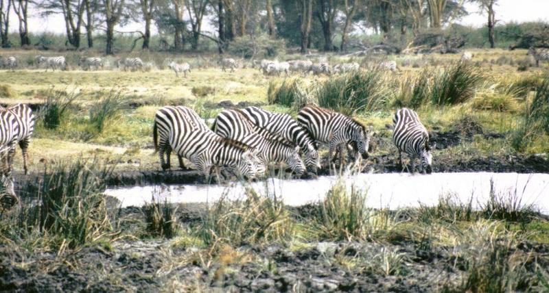 Dn-a0956-Plains Zebras-by Darren New.jpg