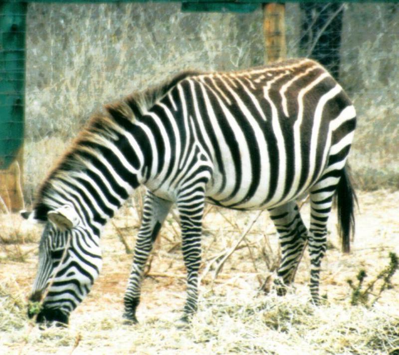 Dn-a0957-Plains Zebra-by Darren New.jpg