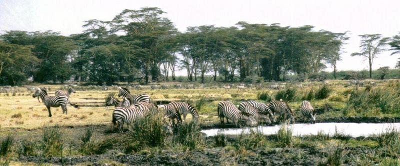 Dn-a0958-Plains Zebras-by Darren New.jpg