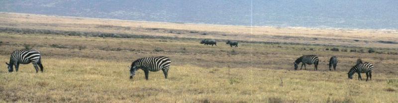 Dn-a0960-Plains Zebras-by Darren New.jpg