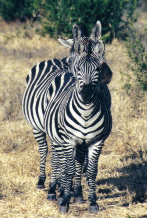 Dn-a0961-Plains Zebras-by Darren New.jpg