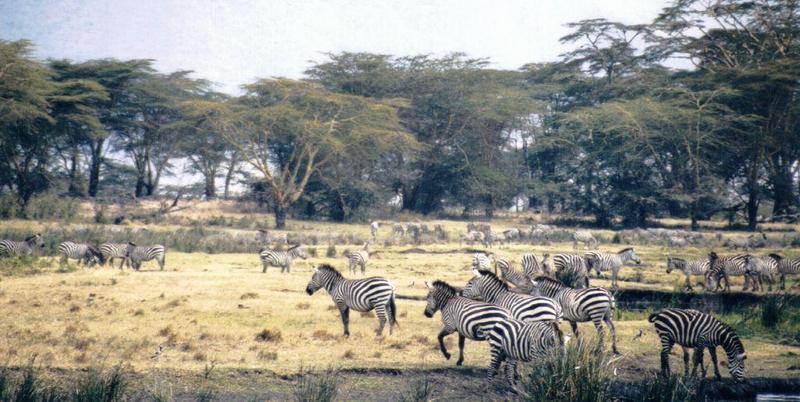 Dn-a0962-Plains Zebras-by Darren New.jpg
