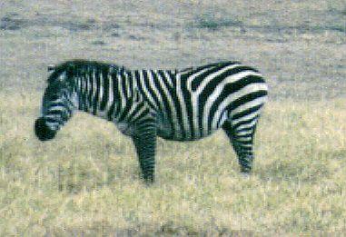 Dn-a0963-Plains Zebra-by Darren New.jpg