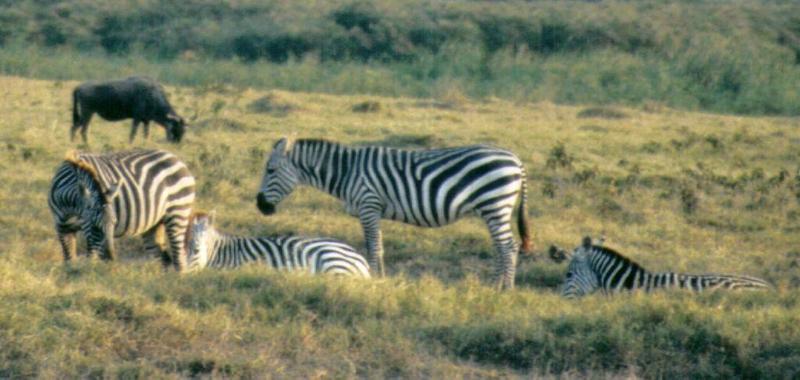 Dn-a0966-Plains Zebras-by Darren New.jpg